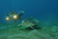   Turtle red sea  